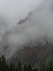 Herbstwald im Nebel 
