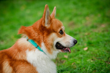 Profile portrait of adorable Pembroke Welsh Corgi dog on blurred green grass background. Close up of a dog's muzzle in a turquoise collar with his tongue hanging out.