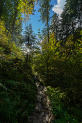 Fototapeta na wymiar Herbstliche Landschaft im Schwarzwald