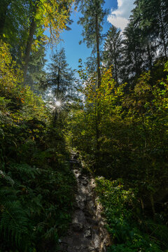 Herbstliche Landschaft im Schwarzwald © hopfi23