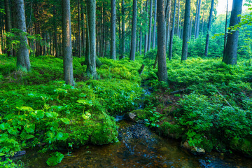 Sun beams through thick trees branches in dense green forest