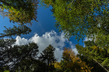 Herbstliche Landschaft im Schwarzwald