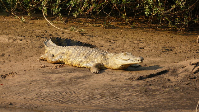Krokodil am Fluss