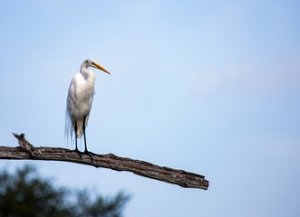 great heron on a branch