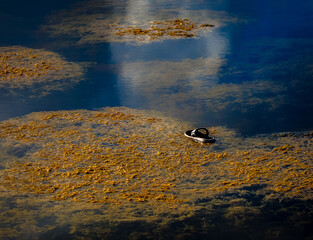 Shoe littering in freshwater