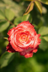 red rose in garden