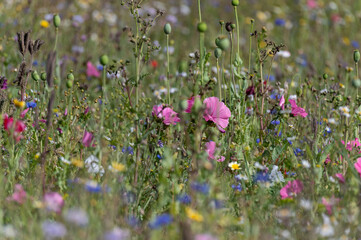 wildflowers in the field