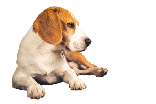 Whole beagle dog body isolated on white background. Male dog standing, side view. Male tricolored dog.