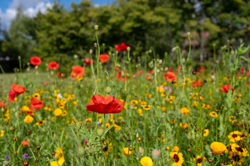 field of red poppies