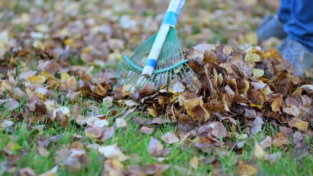 Rake with fallen leaves at autumn. Gardening during fall season. Cleaning lawn from leaves. Autumnal work in garden. close up view. Slow motion footage