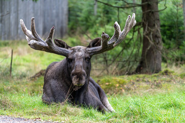 Naklejka na ściany i meble Bull elk in the woods