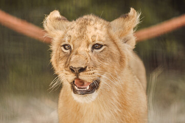 portrait of a lion