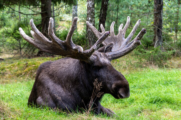 Moose in the woods