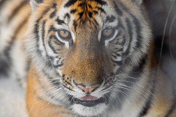 portrait of a tiger