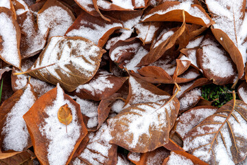 autumn leaves in the snow