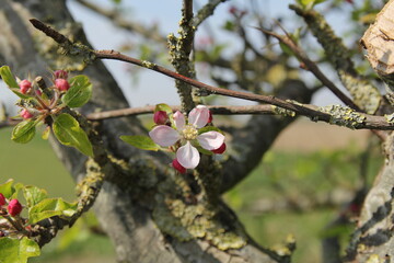 a beautiful pink apple blossom flower closeup at a wild apple tree in the dutch countryside in springtime