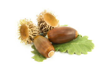 Acorns isolated on white background, studio shot ripe oak fruit with branch, alternative medicine...
