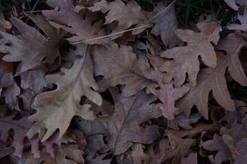 Hojas de roble en otoño