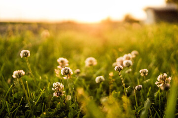 clover