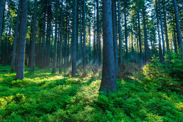 Sun beams through thick trees branches in dense green forest