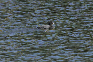 a coot is swimming with a long branch in its beak in a blue lake closeup in springtime