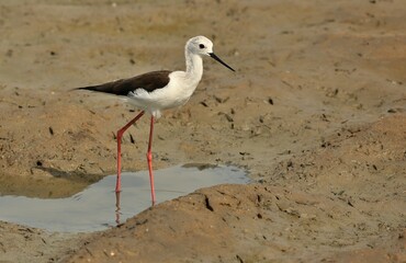 Black-winged stilt (Himantopus himantopus) Srí Lanka - Wilpattu NP