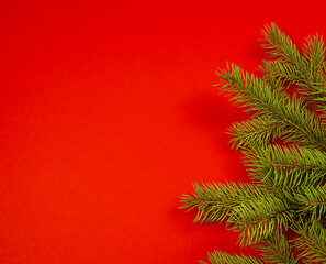 Spruce branch on a red background.