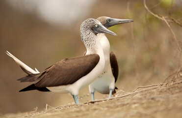 Blue-footed booby (Sula nebouxii) Ecuador, Isla de la Plata