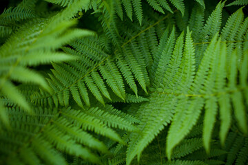 Green fern leafs in the forest