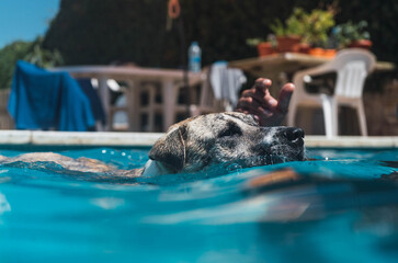 Angle photograph of a dog swimming in the home pool