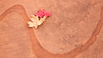Fototapeta na wymiar A pair of maple leaves one yellow and one red sit on red and orange sandstone with an arcing streak running through the stone. 