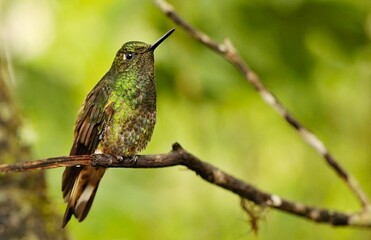 Fototapeta premium Buff-tailed coronet (Boissonneaua flavescens) Ecuador
