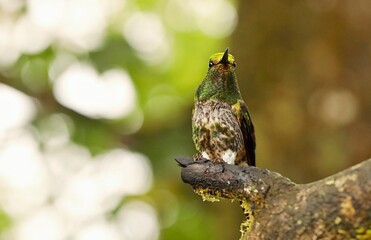 Buff-tailed coronet (Boissonneaua flavescens) Ecuador