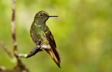 Buff-tailed coronet (Boissonneaua flavescens) Ecuador