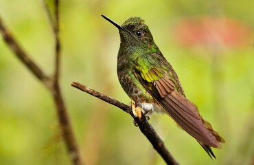 Buff-tailed coronet (Boissonneaua flavescens) Ecuador