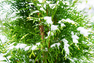 Naklejka premium Green bright juicy needles of a Christmas tree under white snow and frost in winter