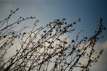 branches in the sky