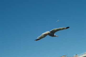 seagull flying in the sky