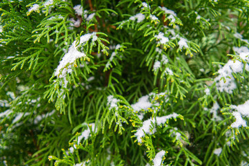 Green bright juicy needles of a Christmas tree under white snow and frost in winter