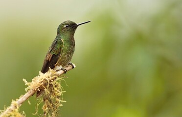 Buff-tailed coronet (Boissonneaua flavescens) Ecuador