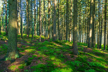 Fototapeta premium Sun beams through thick trees branches in dense green forest