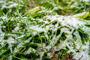 Green bright juicy grass under white snow and frost in winter