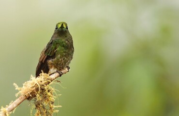 Buff-tailed coronet (Boissonneaua flavescens) Ecuador