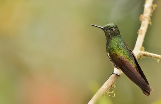Buff-tailed coronet (Boissonneaua flavescens) Ecuador