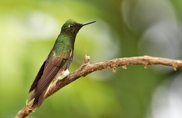 Buff-tailed coronet (Boissonneaua flavescens) Ecuador