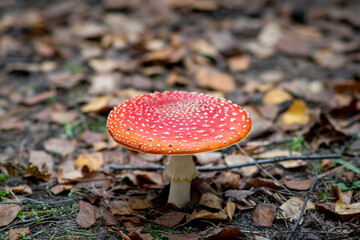 Amanita muscaria - a genus of mycorrhizal lamellar fungi of the Amanite family.