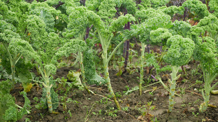 Leaf curly cabbage kale winter plant field leaves bio organic plantation harvest vegetables Brassica oleracea sabellica cultivars green, bush farming resistant frost salad ornamentals farm garden