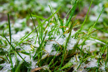 Green bright juicy grass under white snow and frost in winter