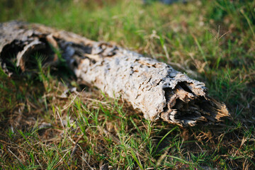 dried tree trunk in the ground