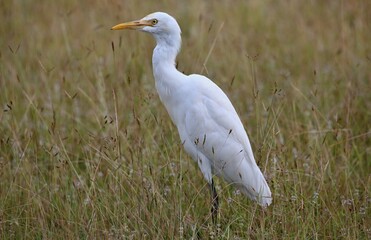 Cattle Egret (Bubulcus ibis) Srí Lanka